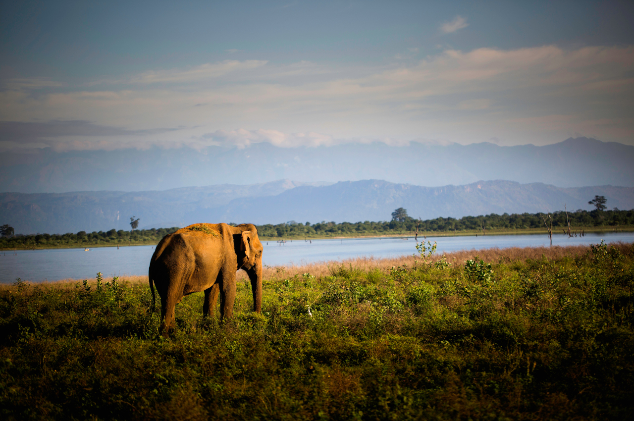 A voir Sri Lanka - Udawalawe