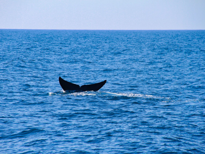 Whale Watching