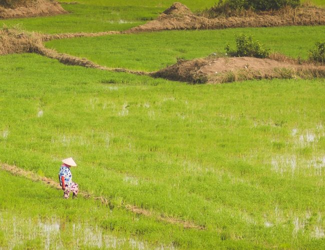 Culture du riz (5)
