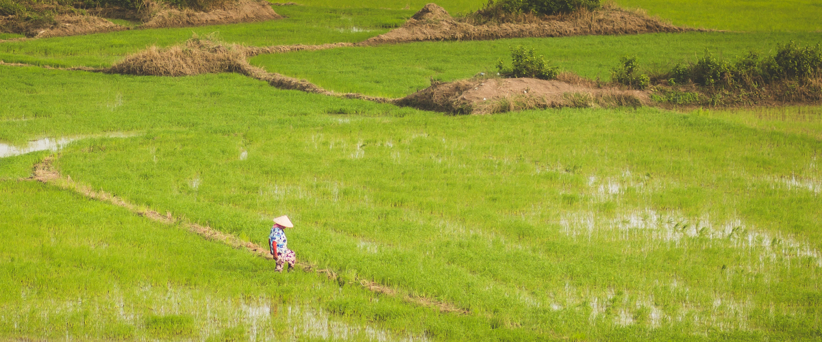 Culture du riz (5)