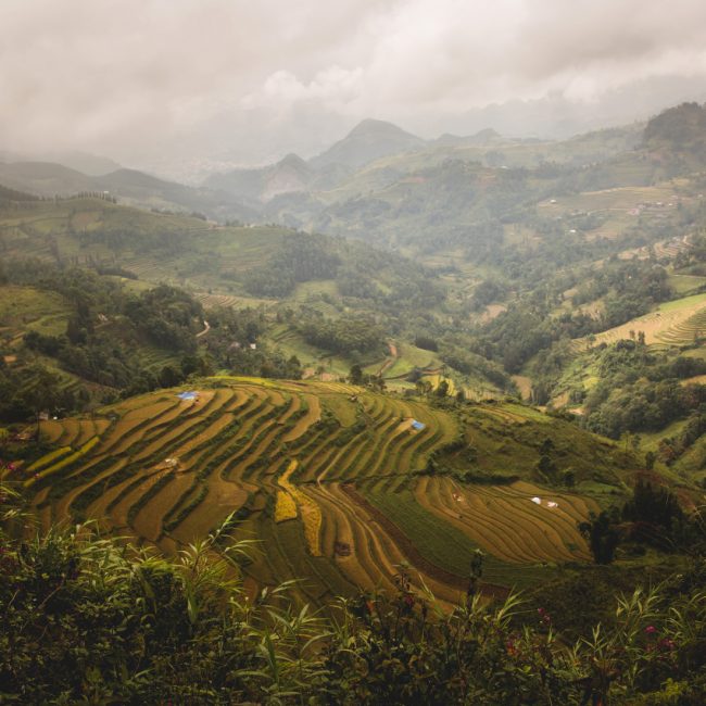 Sapa