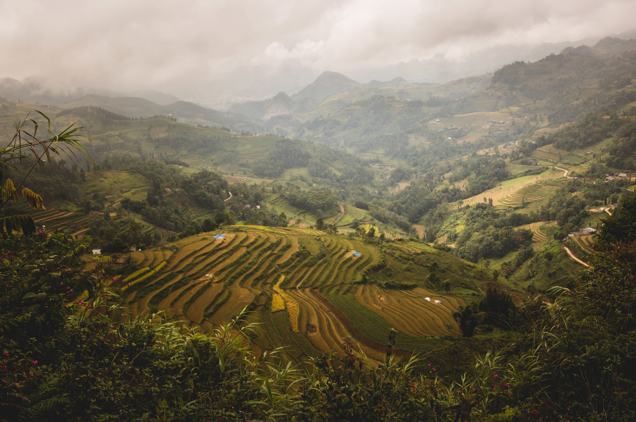 Sapa